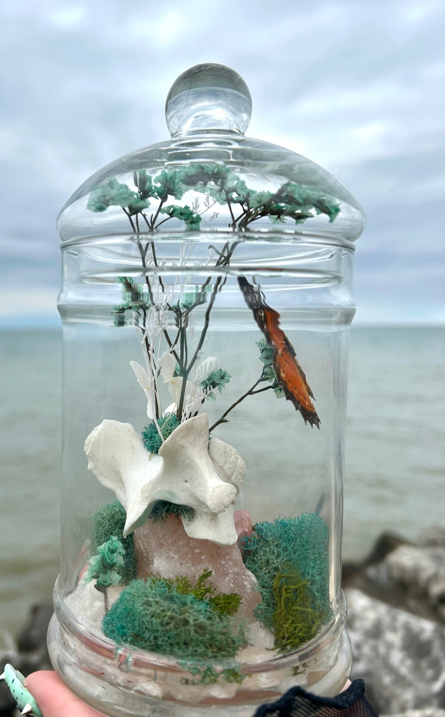 Butterfly oddity’s jar