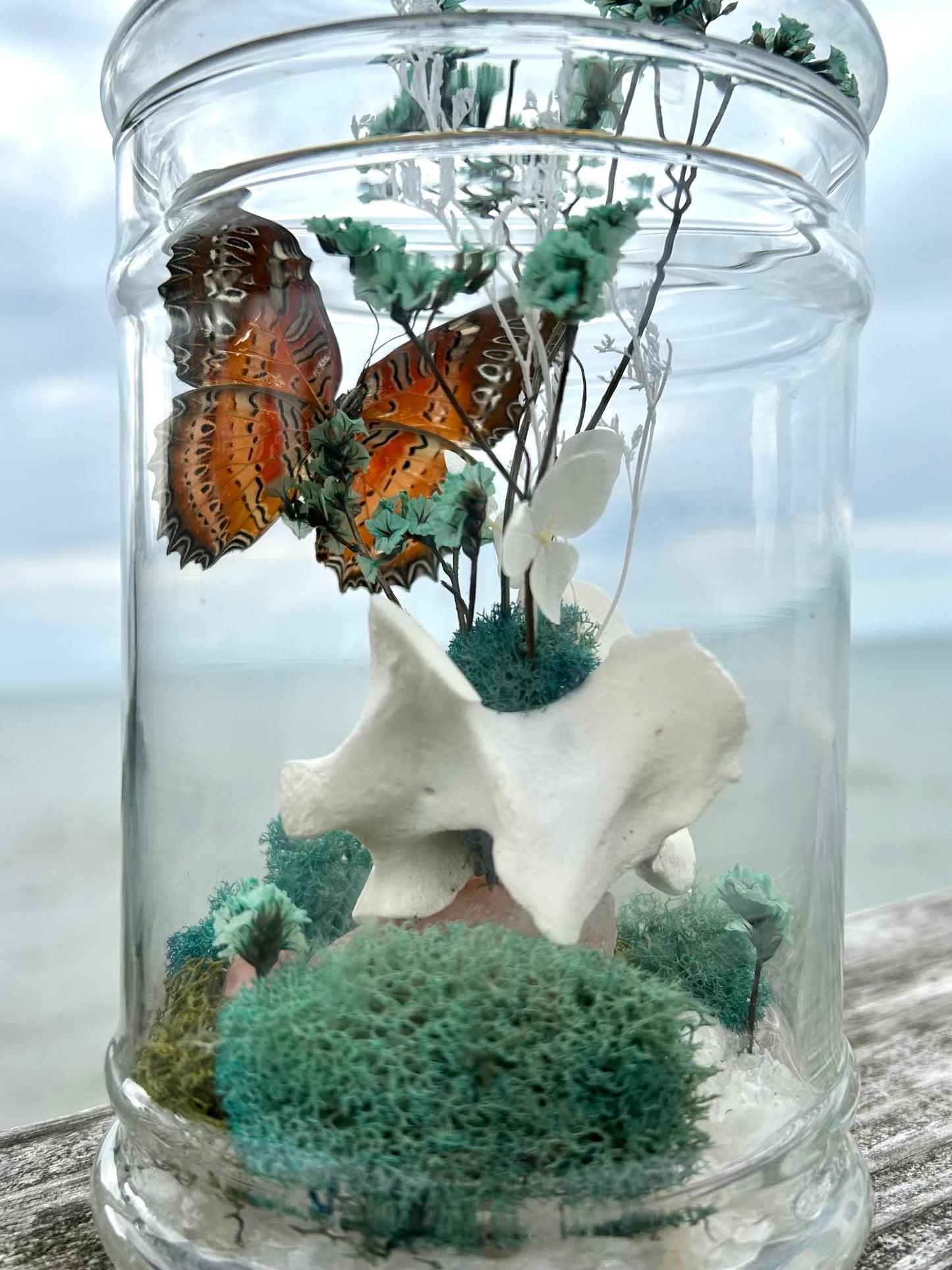 Butterfly oddity’s jar