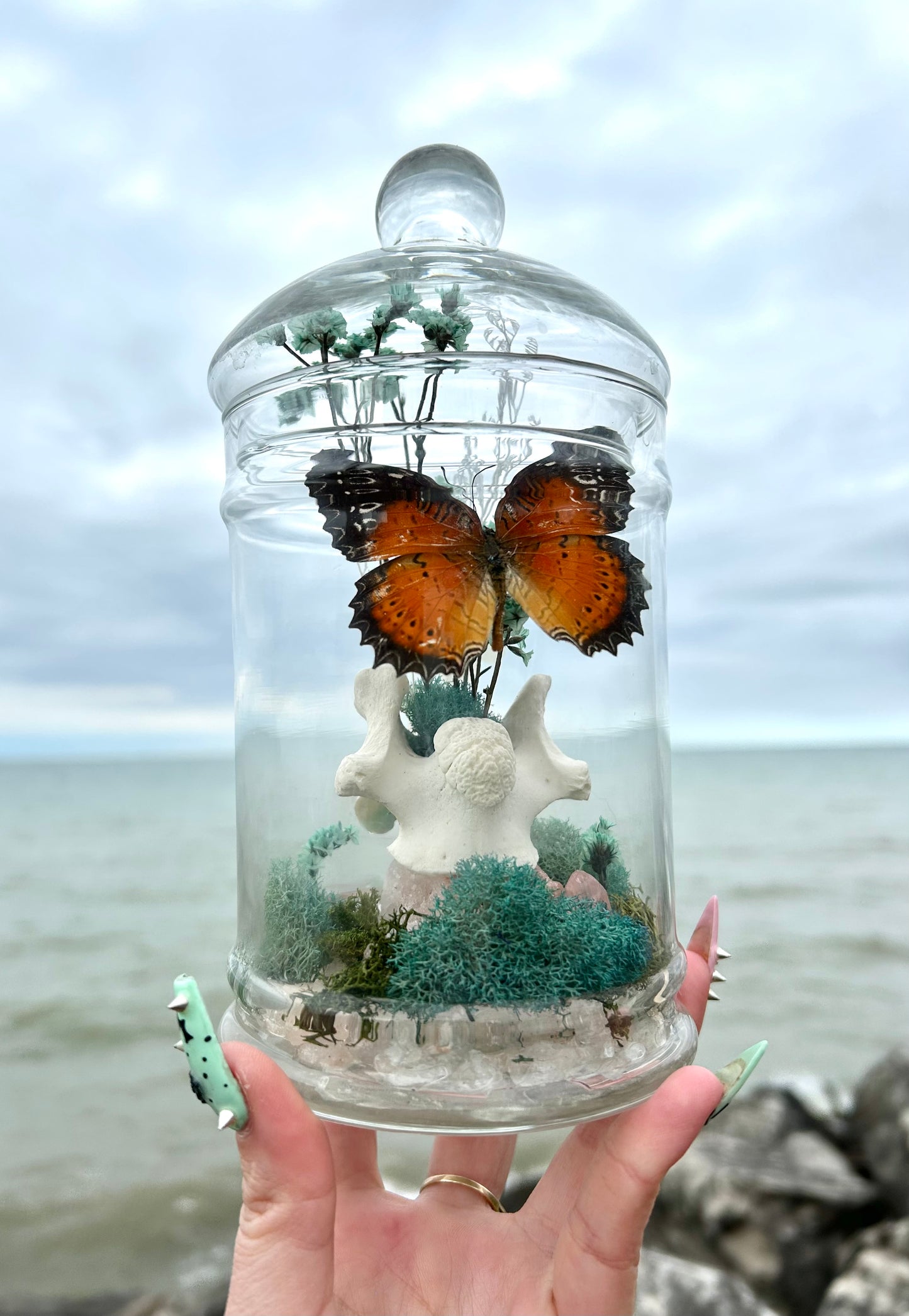 Butterfly oddity’s jar
