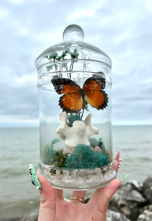 Butterfly oddity’s jar